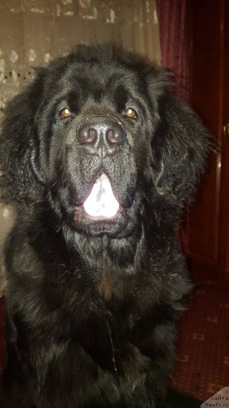 Фото: ньюфаундленд YArik Otvajnoe Serdce (Ярик Отважное Сердце)