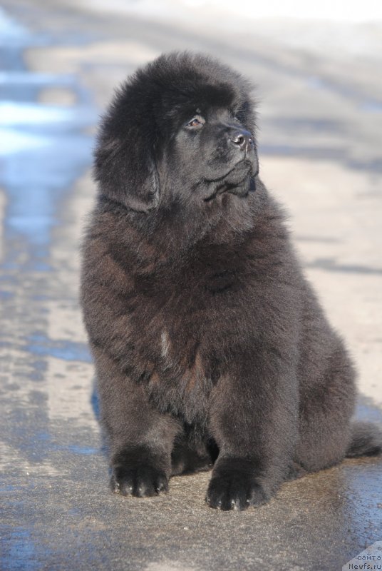 Фото: ньюфаундленд Moya Stihiya Sirius Blek (Моя Стихия Сириус Блек)