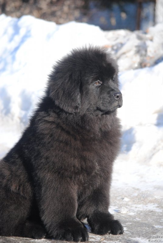 Фото: ньюфаундленд Moya Stihiya Sirius Blek (Моя Стихия Сириус Блек)