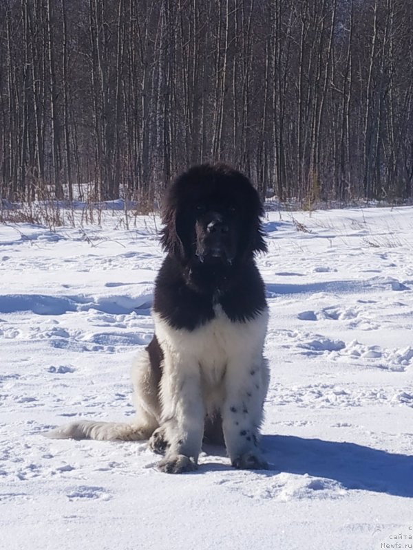 Фото: ньюфаундленд Super Premium Burbon (Супер Премиум Бурбон)