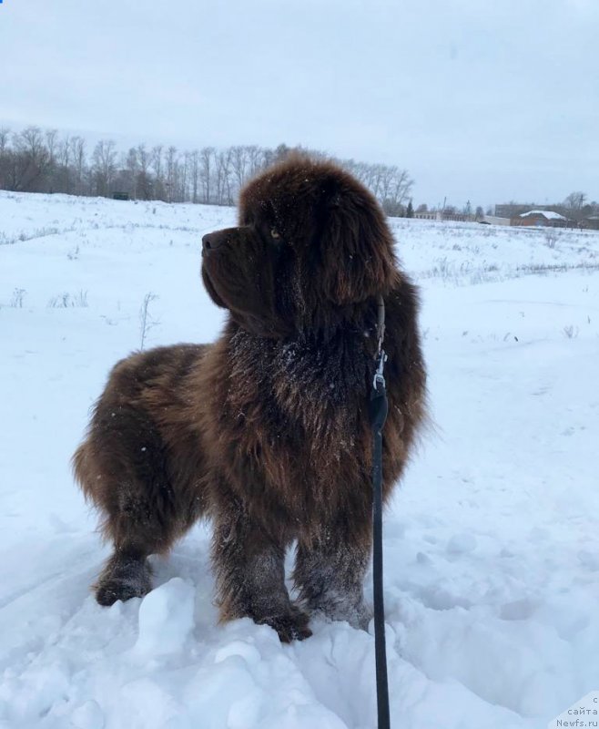 Фото: ньюфаундленд Brownblood MSK Lyon Labi-Roni (Браунблад  МСК Лион Лаби-Рони)