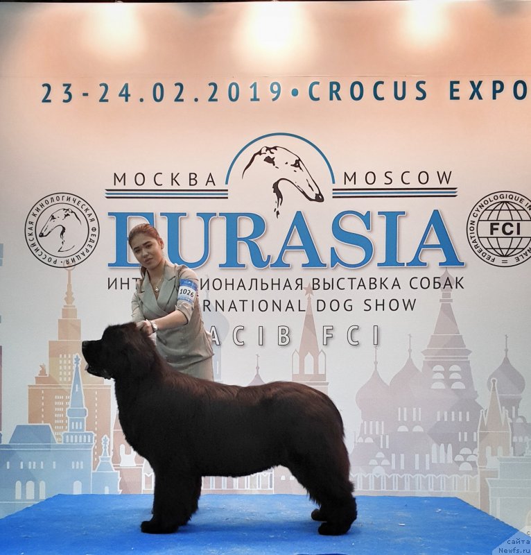 Фото: ньюфаундленд Aquatoriya Kelvin Navigator (Акватория Келвин Навигатор)