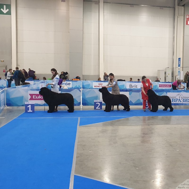 Фото: ньюфаундленд Cristalmar Mixed Emotion at Ursinus Velutus, ньюфаундленд Aquatoriya Kelvin Navigator (Акватория Келвин Навигатор), ньюфаундленд Disoranto Dark Temptation