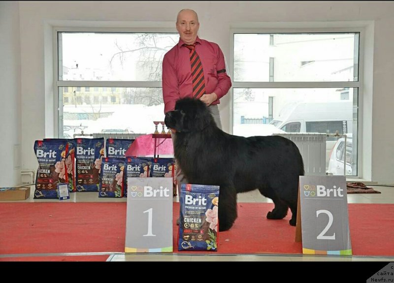 Фото: ньюфаундленд Sent Djons Exclusive (Сент Джонс Эксклюзив)