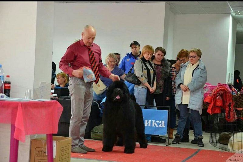 Фото: ньюфаундленд Sent Djons Exclusive (Сент Джонс Эксклюзив)