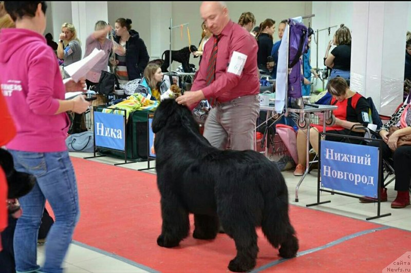 Фото: ньюфаундленд Sent Djons Exclusive (Сент Джонс Эксклюзив)