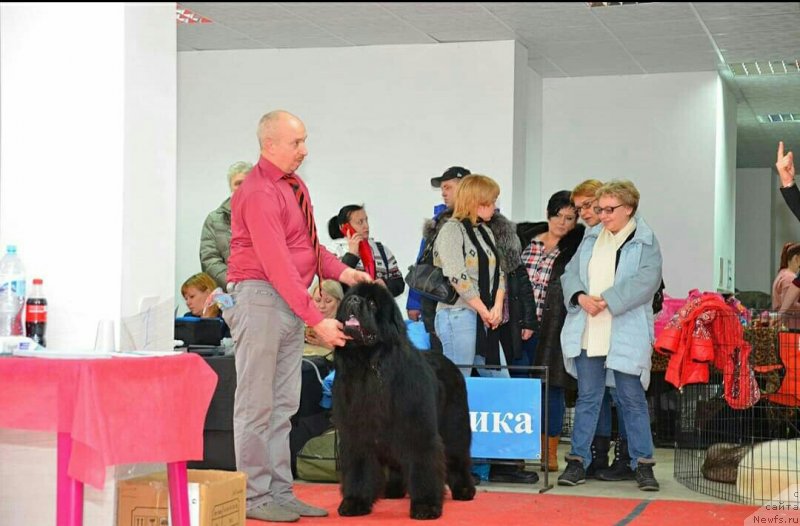 Фото: ньюфаундленд Sent Djons Exclusive (Сент Джонс Эксклюзив)