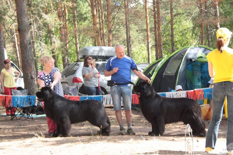 Фото: ньюфаундленд Sent Djons Exclusive (Сент Джонс Эксклюзив), ньюфаундленд Nazar Vyatskiy Medved (Назар Вятский Медведь)