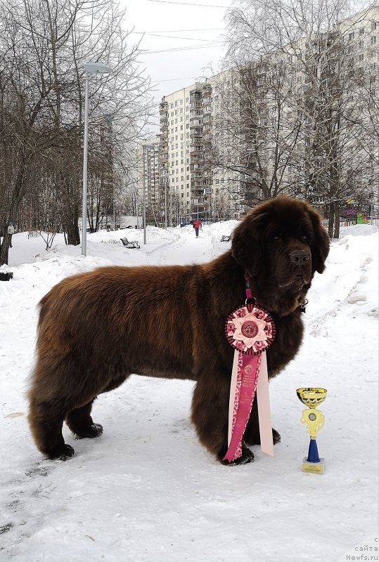 Фото: ньюфаундленд Chernyi Sharm Angel'skaya Krasota (Черный Шарм Ангельская Красота)