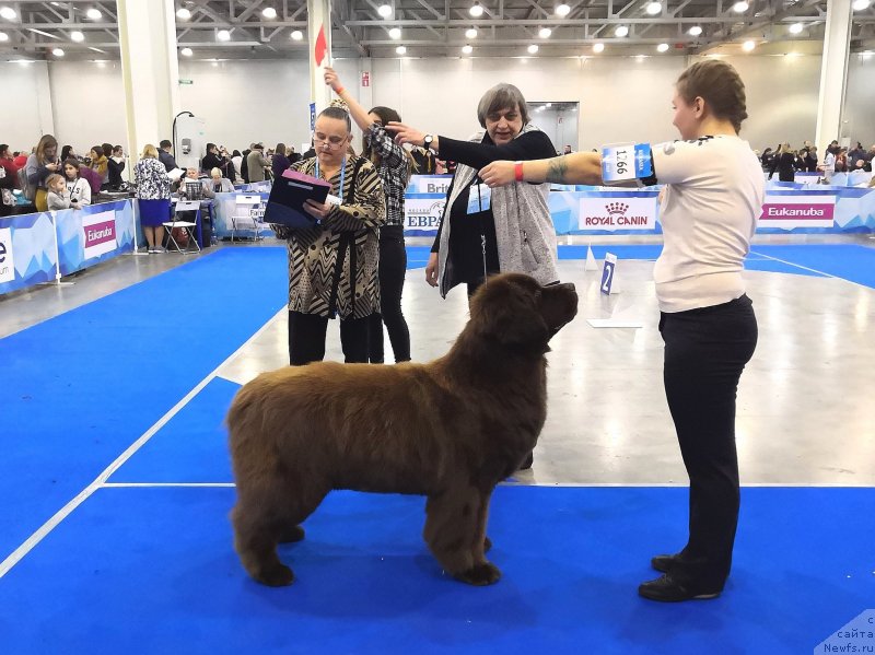 Фото: ньюфаундленд Chernyi Sharm Angel'skaya Krasota (Черный Шарм Ангельская Красота)
