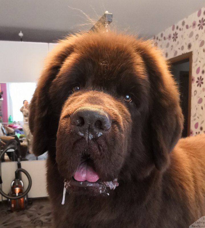 Фото: ньюфаундленд Chernyi Sharm Angel'skaya Krasota (Черный Шарм Ангельская Красота)