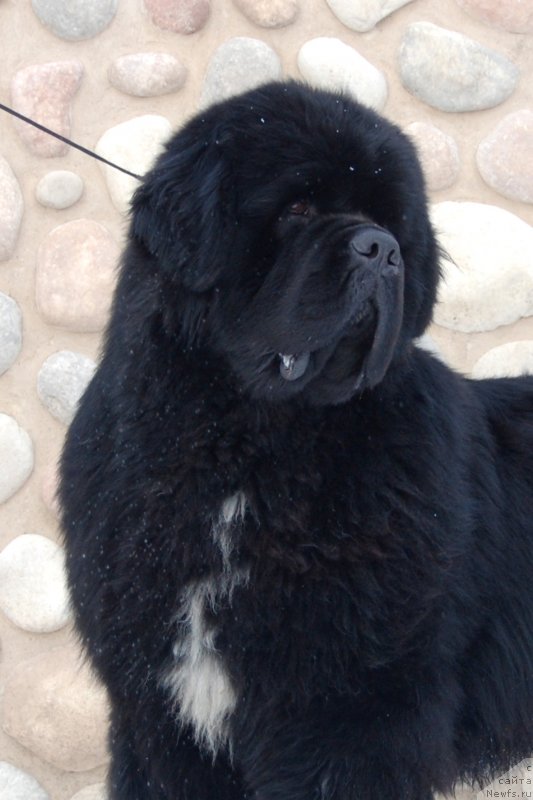 Фото: ньюфаундленд Darkflight Izumrud dlya Zamka Melvin (Даркфлайт Изумруд для Замка Мелвин), ньюфаундленд Darkflight Izumrud dlya Zamka Melvin (Даркфлайт Изумруд для Замка Мелвин)