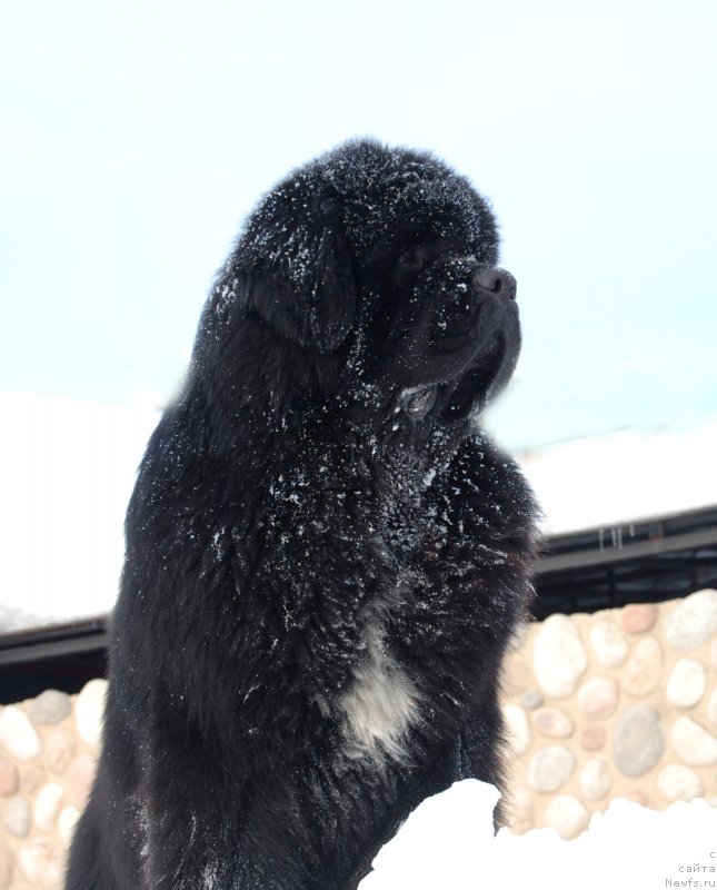 Фото: ньюфаундленд Darkflight Izumrud dlya Zamka Melvin (Даркфлайт Изумруд для Замка Мелвин), ньюфаундленд Darkflight Izumrud dlya Zamka Melvin (Даркфлайт Изумруд для Замка Мелвин)