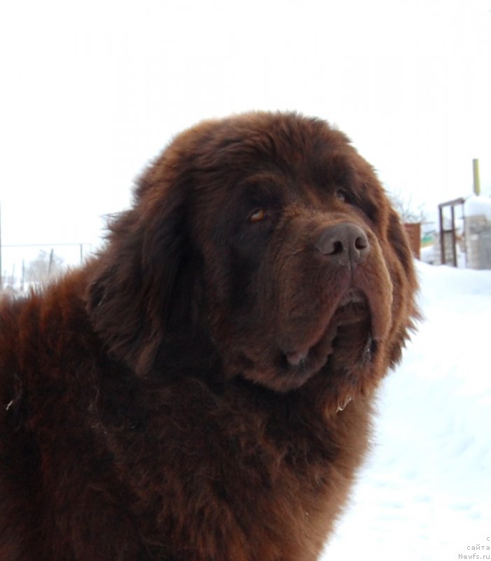 Фото: ньюфаундленд Voshodyaschaya Zvezda Iz Zamka Melvin (Восходящая Звезда из Замка Мелвин)