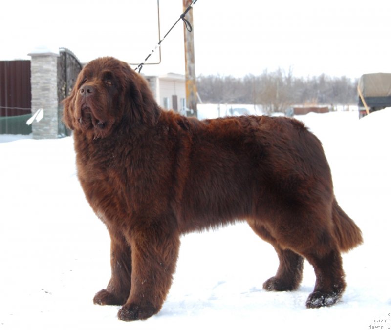 Фото: ньюфаундленд Voshodyaschaya Zvezda Iz Zamka Melvin (Восходящая Звезда из Замка Мелвин)