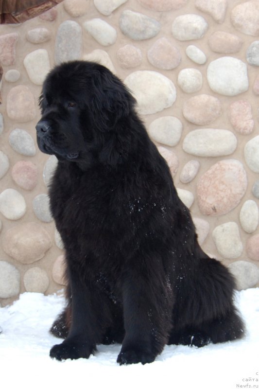 Фото: ньюфаундленд Aleksa iz Zamka Melvin (Алекса из Замка Мелвин)