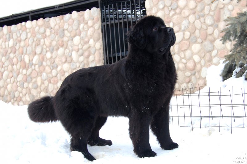 Фото: ньюфаундленд Aleksa iz Zamka Melvin (Алекса из Замка Мелвин)