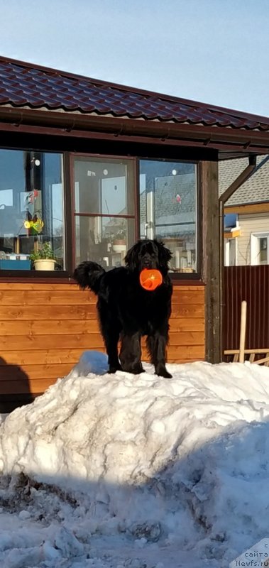 Фото: ньюфаундленд YAnira CHernaya Jemchujina (Янира Черная Жемчужина)