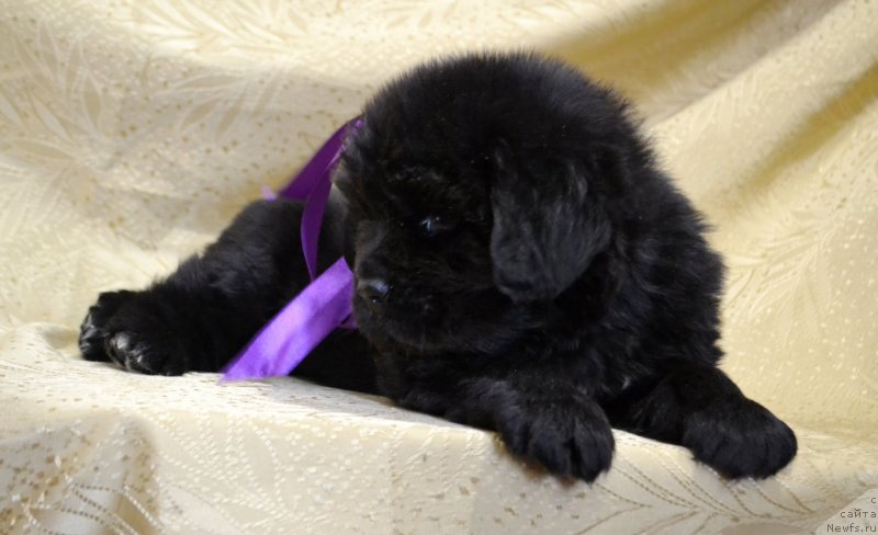 Фото: ньюфаундленд May Frend Newfy Lavender Palm (Май Френд Ньюфи Лавендэ Палм)