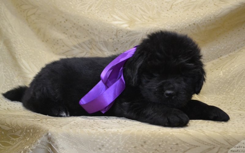 Фото: ньюфаундленд May Frend Newfy Lavender Palm (Май Френд Ньюфи Лавендэ Палм)