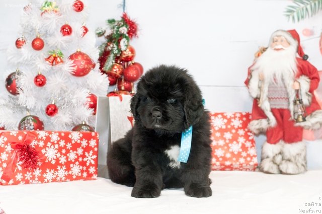 Фото: ньюфаундленд Flay Flau Jye Tem Angel Moey Dushi (Флай Флау Жэ Тем Ангел Моей Души)