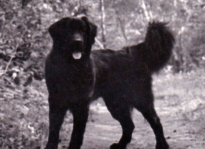 Фото: ньюфаундленд Zaali Dardji Bey (Заали Дарджи Бей)