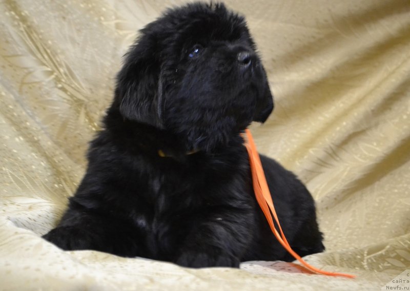 Фото: ньюфаундленд May Frend Newfy Lavender Palm (Май Френд Ньюфи Лавендэ Палм)