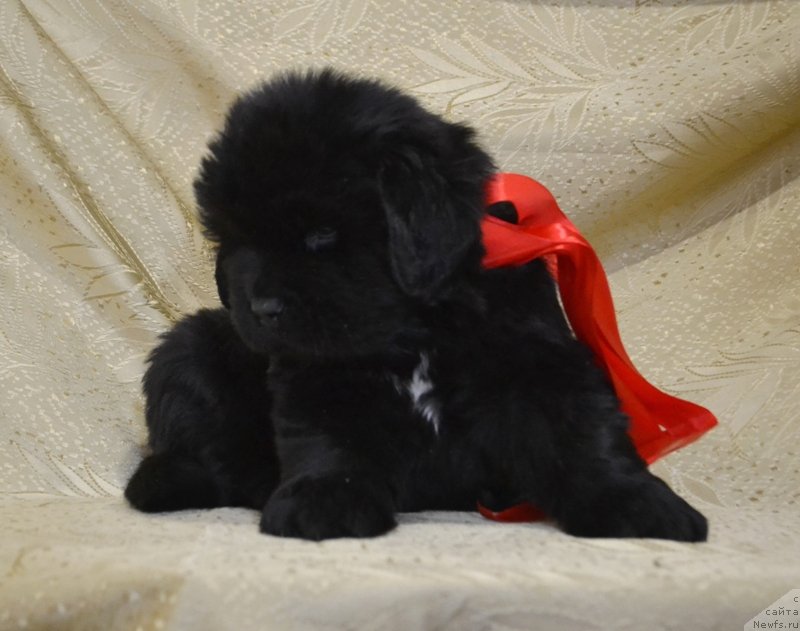 Фото: ньюфаундленд May Frend Newfy Lavender Palm (Май Френд Ньюфи Лавендэ Палм)