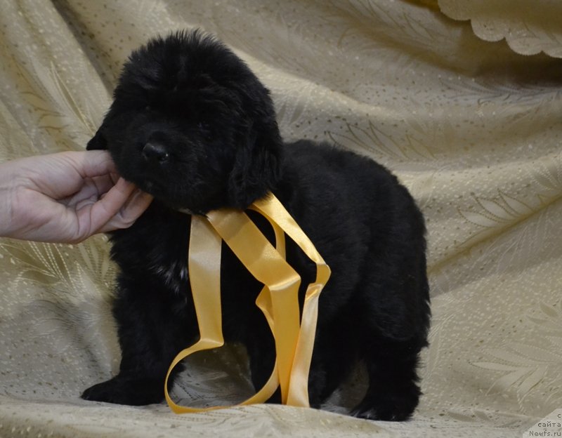 Фото: ньюфаундленд May Frend Newfy Lavender Palm (Май Френд Ньюфи Лавендэ Палм)