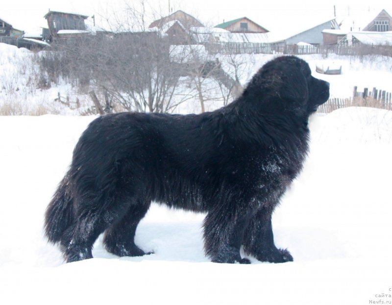 Фото: ньюфаундленд Akvian Song Tequila Gold (Аквиан Сонг Текила Голд)