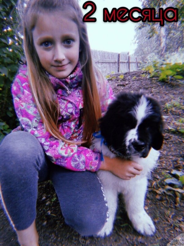 Фото: ньюфаундленд Dior ot Karel'skih Medvedey (Диор от Карельских Медведей)