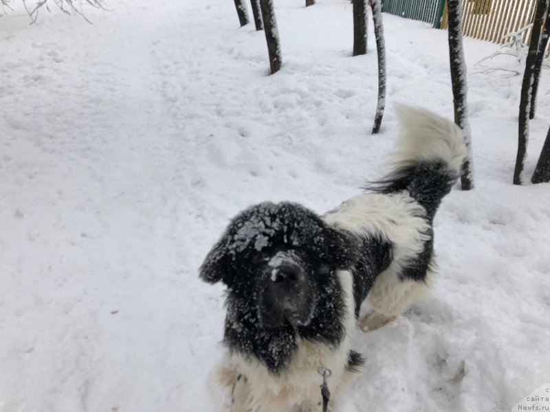 Фото: ньюфаундленд Adonis La Flyor (Адонис Ла Флёр)