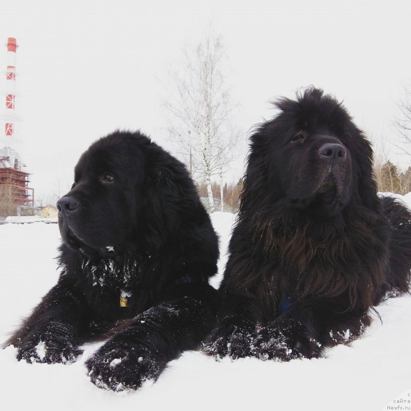 Фото: ньюфаундленд Chernyj Chank s Berega Dona (Черный Чанк с Берега Дона), ньюфаундленд Sent Djons Larel Leolanda (Сент Джонс Ларель Леоланда)