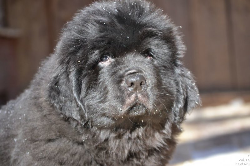 Фото: ньюфаундленд Vyatskiy Medved' Ponchik (Вятский Медведь Пончик)