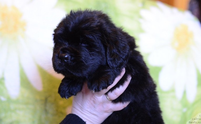 Фото: ньюфаундленд Terra Viktoriya Bogemnaya L'vica (Терра Виктория Богемная Львица), ньюфаундленд Callistos to Russia With Love