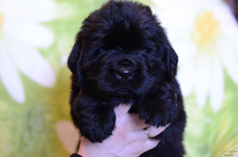 Фото: ньюфаундленд Terra Viktoriya Bogemnaya L'vica (Терра Виктория Богемная Львица), ньюфаундленд Callistos to Russia With Love