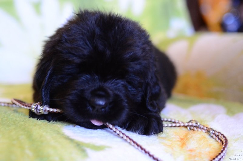 Фото: ньюфаундленд Terra Viktoriya Bogemnaya L'vica (Терра Виктория Богемная Львица), ньюфаундленд Callistos to Russia With Love