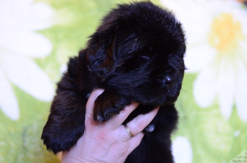 Фото: ньюфаундленд Terra Viktoriya Bogemnaya L'vica (Терра Виктория Богемная Львица), ньюфаундленд Callistos to Russia With Love