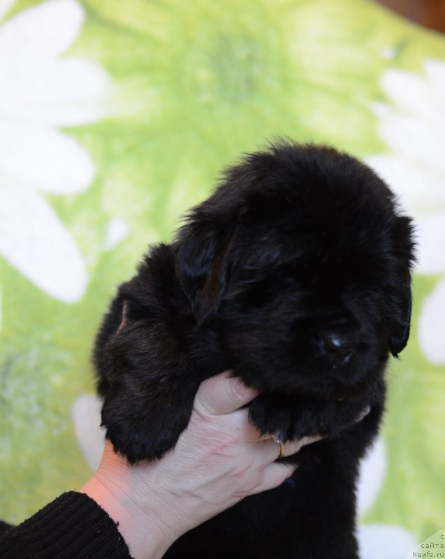 Фото: ньюфаундленд Terra Viktoriya Bogemnaya L'vica (Терра Виктория Богемная Львица), ньюфаундленд Callistos to Russia With Love