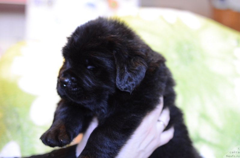 Фото: ньюфаундленд Callistos to Russia With Love, ньюфаундленд Terra Viktoriya Bogemnaya L'vica (Терра Виктория Богемная Львица)