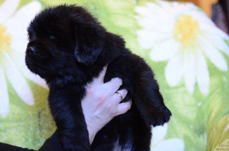 Фото: ньюфаундленд Callistos to Russia With Love, ньюфаундленд Terra Viktoriya Bogemnaya L'vica (Терра Виктория Богемная Львица)