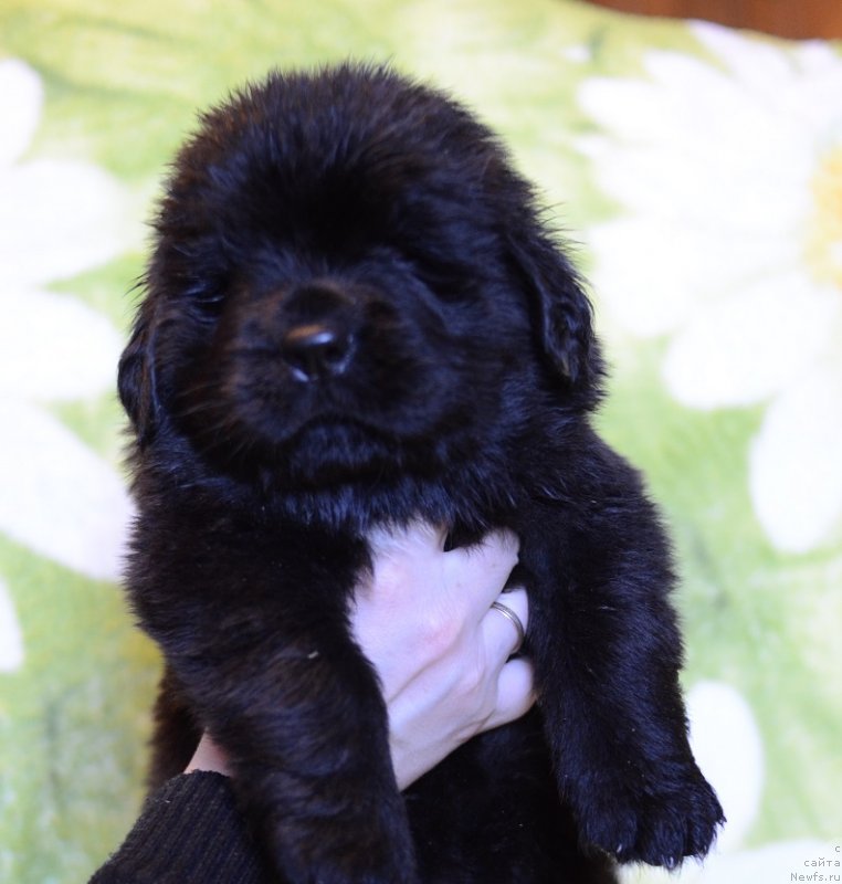 Фото: ньюфаундленд Callistos to Russia With Love, ньюфаундленд Terra Viktoriya Bogemnaya L'vica (Терра Виктория Богемная Львица)