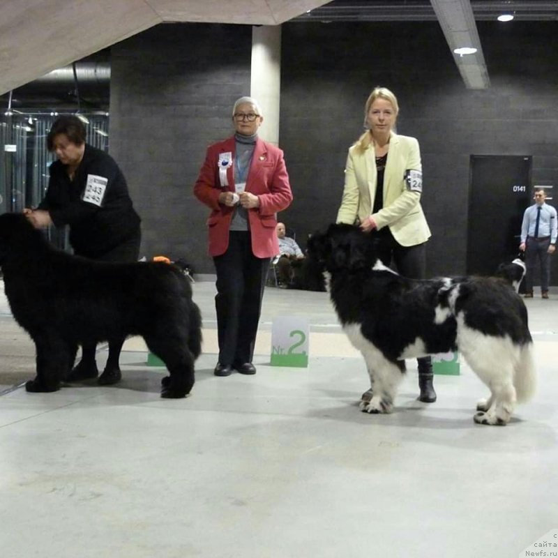 Фото: ньюфаундленд Terra Viktoriya Zahira (Терра Виктория Захира)