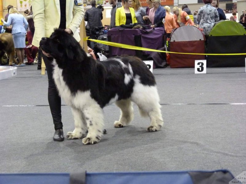 Фото: ньюфаундленд Terra Viktoriya Zahira (Терра Виктория Захира)