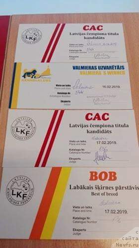 Фото: ньюфаундленд Terra Viktoriya Zahira (Терра Виктория Захира)