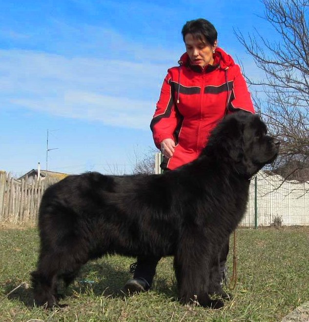 Фото: ньюфаундленд Tvorets Nadezhdy Tilk Bolshoj Malysh, YAna Nifontova (Яна Нифонтова)