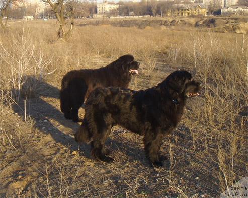 Фото: ньюфаундленд Brenda Kara Deniz (Бренда Кара Дениз), ньюфаундленд Vlas (Влас)