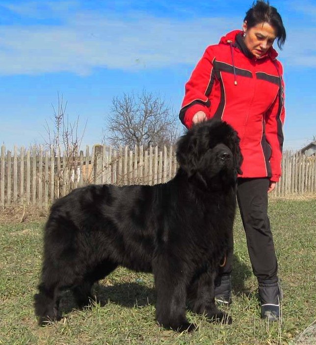 Фото: ньюфаундленд Tvorets Nadezhdy Tilk Bolshoj Malysh