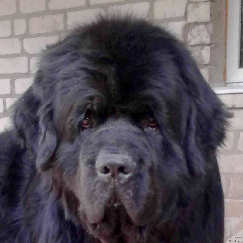 Фото: ньюфаундленд Tvorets Nadezhdy Tilk Bolshoj Malysh