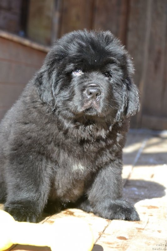 Фото: Щенок от, ньюфаундленд Aquatoriya Kelvin Sharliz (Акватория Келвин Шарлиз), ньюфаундленд Sent Djons Exclusive (Сент Джонс Эксклюзив)